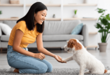 Pet Grooming Services to Keep Your Pet Looking Great