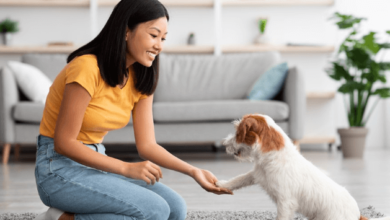 Pet Grooming Services to Keep Your Pet Looking Great