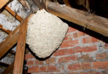 Wasp nest removal