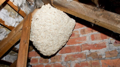 Wasp nest removal