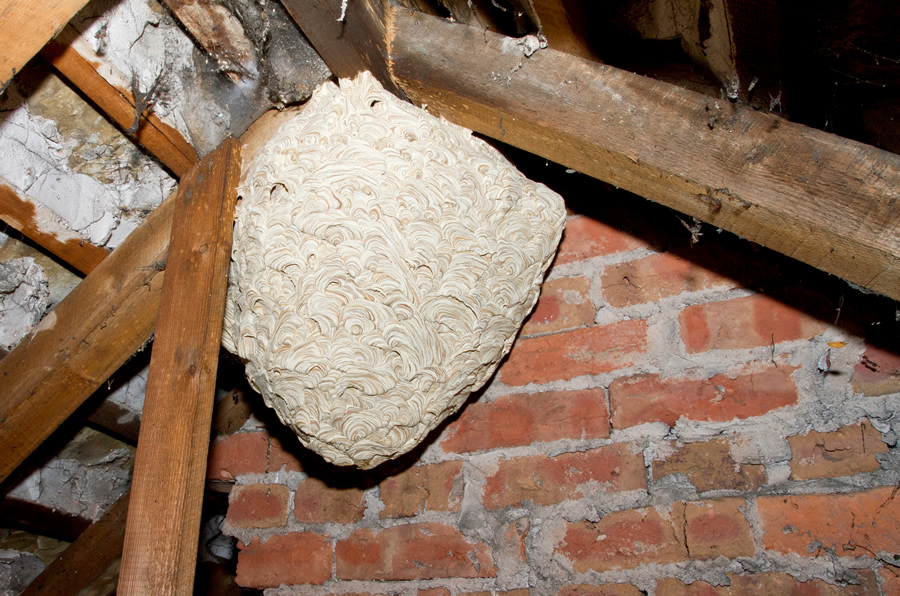 Wasp nest removal