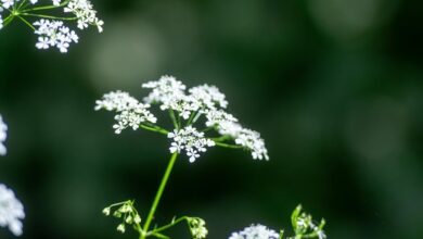 axis growth opposition strategy