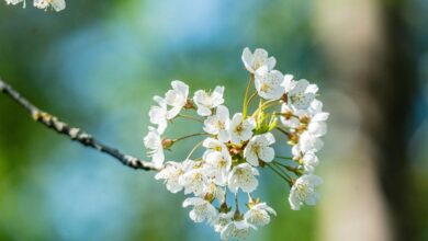 icic pru asset management