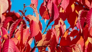 icic pru bala uog5ff