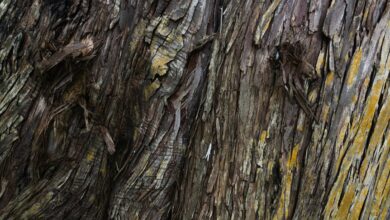 large moti oswa 6do0in