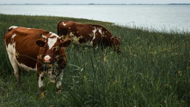 mira assembly large size