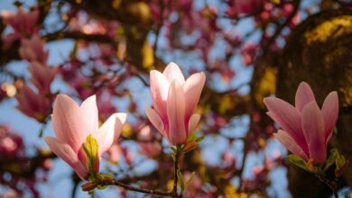 not applicable for analysis