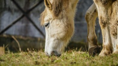 sbi focused equity fund