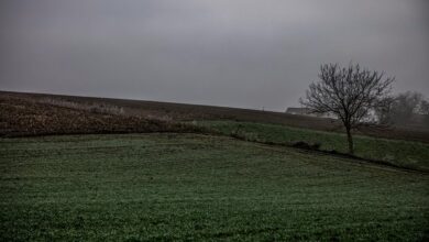 sbi multi asset investment