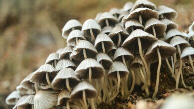 small cap utility input